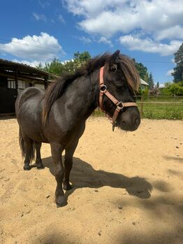 3 Liebe Shetty/Pony/Shetlandpony, Marcel S , Horses For Sale, Mettmann 