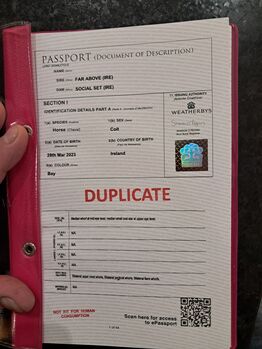 3 year old thoroughbred colt