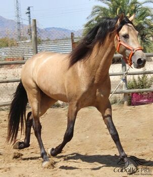 3 jähriger PRE Buckskin Hengst - 1.60 m - vom Züchter, Thomas Adams (Caballos PRE), Horses For Sale, Bell