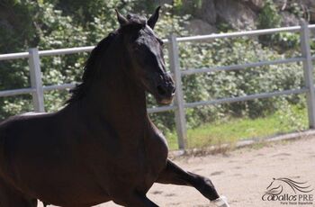 3 jähriger PRE Rapphengst - aktuell ca. 1.72 m - vom Züchter