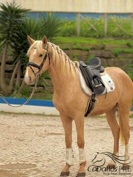 3 jähriger PSL Palomino Hengst - ca. 1.63 m