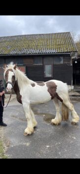 3 jähriger Tinkerwallach - roh, Erich Grasberger, Horses For Sale, Neustadtl