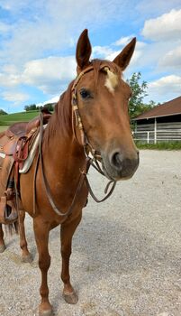 3 jährige Quarter Horse Stute, Sandra E., Horses For Sale, Ostermiething 