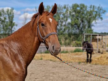 3jähriger Hannoveraner abstammend von Ogano x Landor S, Pferdevermittlung Leus, Horses For Sale, Magdeburg