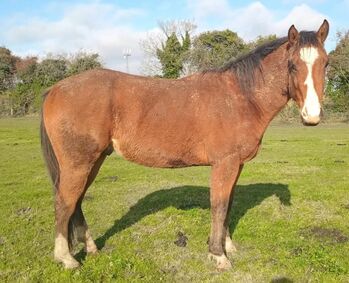 3yo gelding