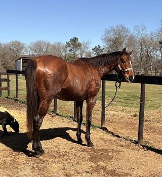 3-Year-Old Bay Quarter Horse Mare Outstanding. Foundation, amelia, Konie na sprzedaż, melborne