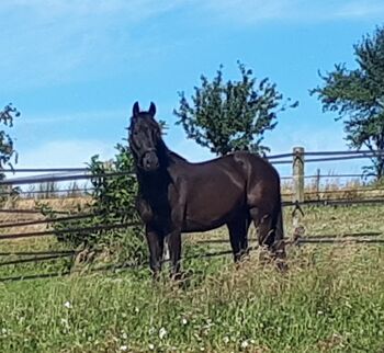 3jähriger Wallach von Baron, P.Börstinghaus , Horses For Sale, Werl