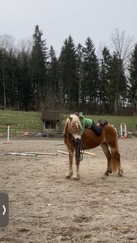 3 jähriger Haflinger Wallach zu verkaufen., Möser Nicole , Horses For Sale, St. Georgen an der Leys