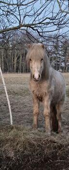 3 jähriger Isabellwallach von Valgard frá Kirkjubae