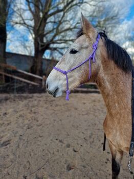3 jährige Stute, Jassi , Horses For Sale, Gnoien
