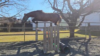 3 jährige Stute...Springlinie!