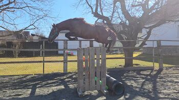 3 jährige Stute...Springlinie!, Barbara Granig, Horses For Sale, Unterwart