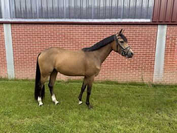 3-Jährige Ponystute