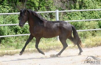 3 jähriger PRE Rapphengst - aktuell ca. 1.62 m - vom Züchter, Thomas Adams (Caballos PRE), Horses For Sale, Bell