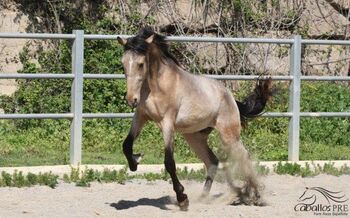 3 jähriger PRE Buckskin Hengst - direkt vom Züchter, Thomas Adams (Caballos PRE), Horses For Sale, Bell