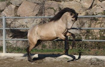 3 jähriger PRE Buckskin Hengst - direkt vom Züchter, Thomas Adams (Caballos PRE), Horses For Sale, Bell