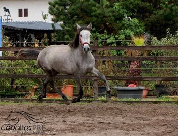 3 jährige PRE Stute - ca. 1.60 m - super liebes Mädchen, Thomas Adams (Caballos PRE), Horses For Sale, Bell