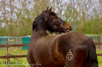 3 jähriger PRE Hengst - aktuell ca. 1.63 m - tolle Bewegungen, Thomas Adams (Caballos PRE), Horses For Sale, Bell