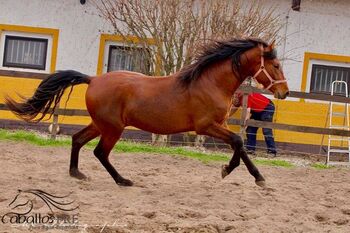 3 jähriger PRE Hengst - NADALES Abstammung, Thomas Adams (Caballos PRE), Horses For Sale, Bell