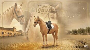 3 jähriger PSL Palomino Hengst - ca. 1.63 m, Thomas Adams (Caballos PRE), Horses For Sale, Bell