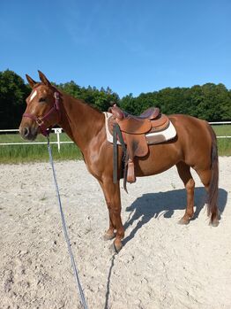 3 jährige Quarter Horse Stute