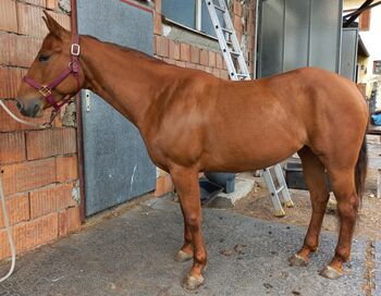 3 jährige Quarter Horse Stute
