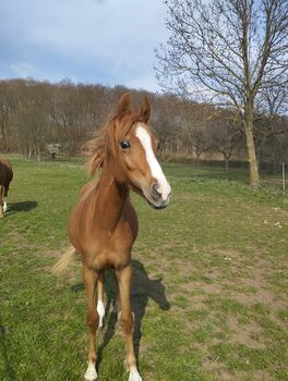 3 jähriger Reitpony Hengst
