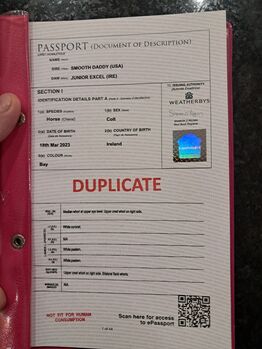 3 year old thoroughbred colt