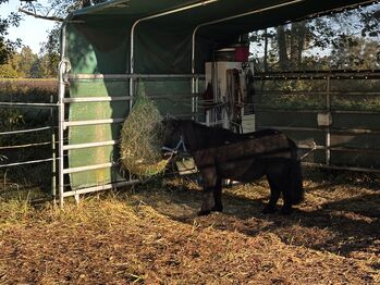 31311 Offenstall für Kleinpferd/Pony, Belli, Wolna stajnia, Uetze