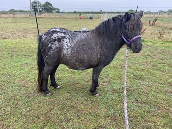 38” miniature spotted horse, Farrah Bennett, Horses For Sale, Wadworth Hill