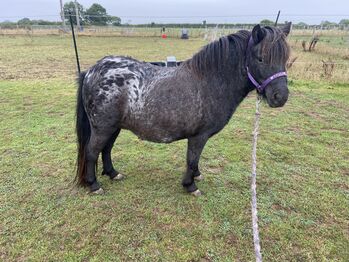 38” miniature spotted horse, Farrah Bennett, Konie na sprzedaż, Wadworth Hill