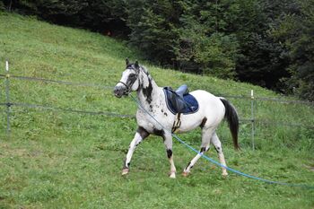 3j. Appaloosa Wallach zu verkaufen, Jasmin Gnehm , Pferd kaufen, Gibswil