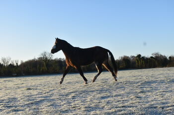 3yo gelding