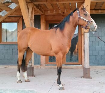 3yo gelding