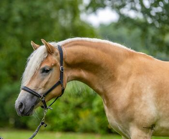 3j. Haflingerstute, tragend, Staatsprämienanwärterin, Dorn, Horses For Sale, Schortens 