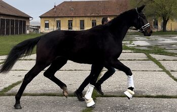 3yo hanoverian mare Fürst Samarant/Dancier, Magdalena Curila Dusak, Pferd kaufen, Beretinex