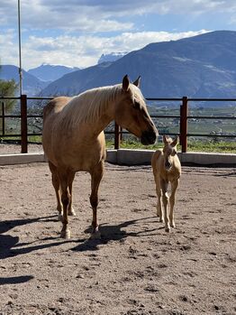 3j Palomino Qh Stute mit Top Pedigree, angeritten