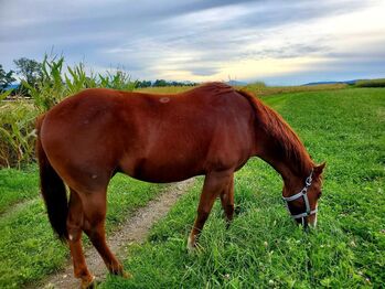 4.5 Jahre alten Quarter-Appaloosa Wallach