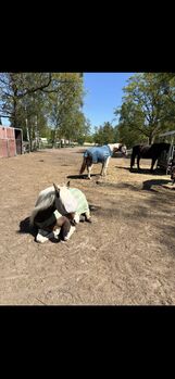 4 freie Offenstallplätze - nur Stuten!, Charlotte, Horse Stables, Panketal