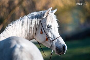 4 J. Vollblutaraber Stute, Pony, Freizeitpferd, Luca, Horses For Sale, Meinersen