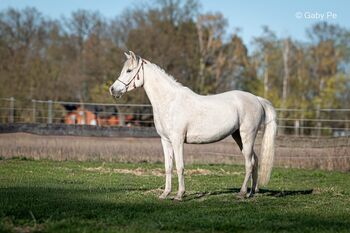 4 J. Vollblutaraber Stute, Pony, Freizeitpferd