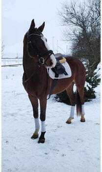 4 ja Wallach zu verkaufen, Rasa, Horses For Sale, Gelsenkirchen 