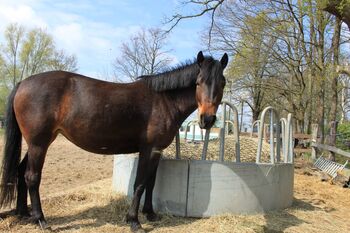 4 Jahre Huzule Stute Suche neue zu Hause, Marilyn Lamothe , Horses For Sale, Garbsen 