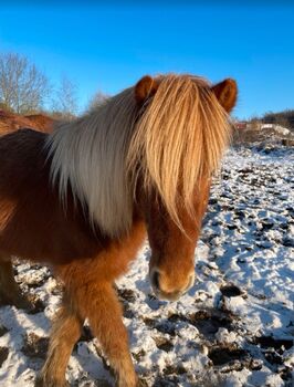 4 jähriger Isländer Hengst / Wallach, Step, Horses For Sale, Greifenstein 