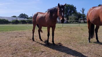 4 Jährige Liebe Stute, Rapanzl , Horses For Sale, Langlingen