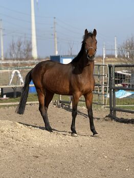 4 jährige Oldenburger Springpferd Stute