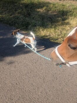 4 jährige Reitpony Stute