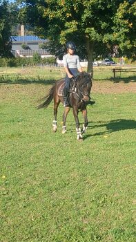 4 jährige Reitpony Stute