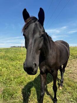 4 Jähriger Trakehner Wallach, Helga , Horses For Sale, Siegen 