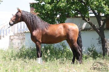 4 jähr. PRE Hengst - viel Potenzial - TOp Charakter, Thomas Adams (Caballos PRE), Pferd kaufen, Bell